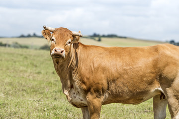 vache limousine sous le soleil