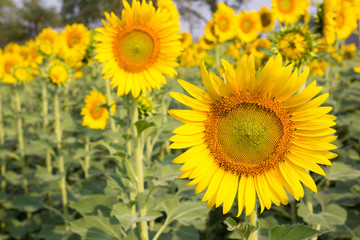 Beautiful yellow sunflower field