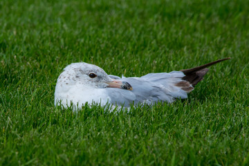 Resting Seagull