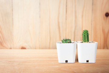 two little cute cactus in a white pot in front of a blurry woode