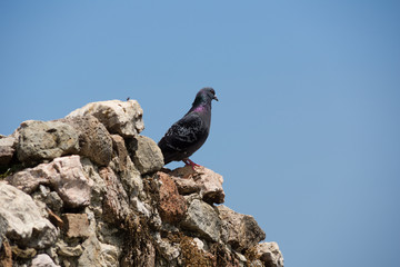 Eine Taube auf einer alten Steinmauer