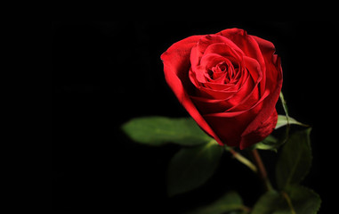 Fototapeta premium Red rose on black background.