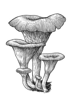 vector, drawing, engraving, mushroom