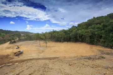 Deforestation: Excavators destroy rainforest to make way for oil palm plantations
