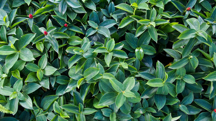 Wild Ginger on The Ground