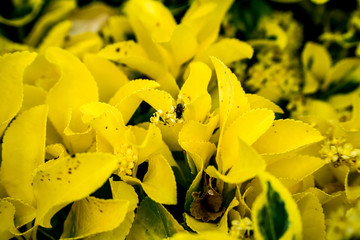 Obraz premium Background with the Yellow Flower