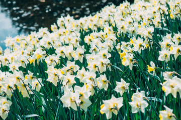 flower garden © darko