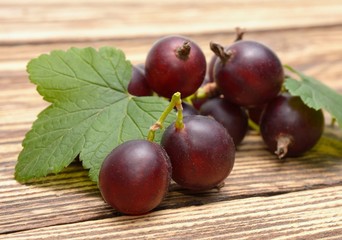 fresh black currant