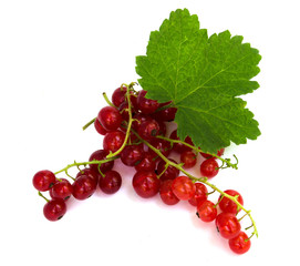 Red currant with leaf