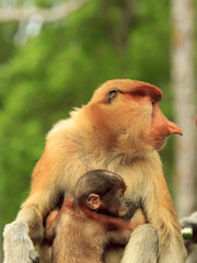 Fototapeta premium Proboscis Monkeys mother and baby