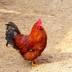 Cock on the farm