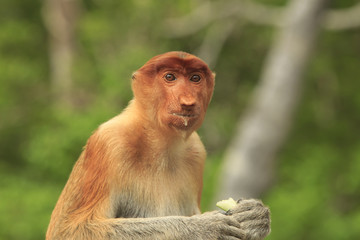 Naklejka premium Proboscis Monkey female