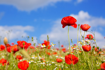 Poppies on blue sky background.