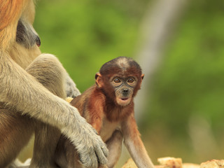 Proboscis Monkey baby
