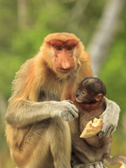 Proboscis Monkeys mother and baby
