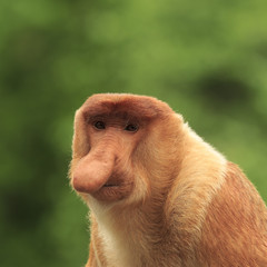 Naklejka premium Proboscis Monkey adult male portrait