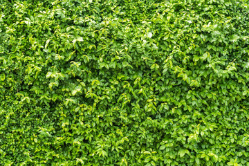 Green leaves on the wall background texture