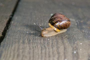 the snail in the background