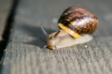 the snail in the background