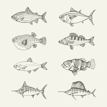 sea fish set. drawings