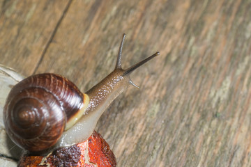 the snail in the background