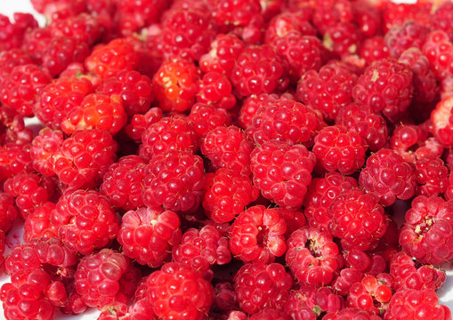 Raspberry Background. Freshly picked ripe red raspberries.
