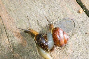 the snail in the background