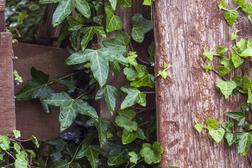 Fototapeta na wymiar Ivy plant (Hedera helix) making spaces in between fencing.