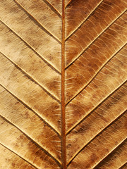 Macro view on textured autumn brown leaf
