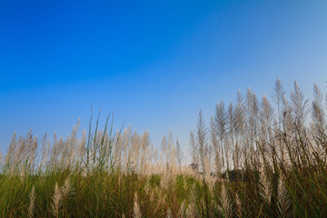 Reed grass flower