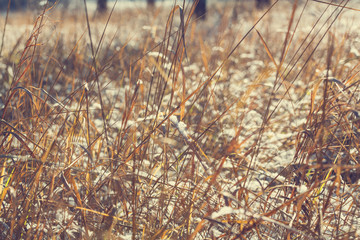 Frozen grass
