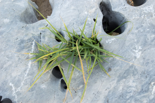 Grass was born between rocks