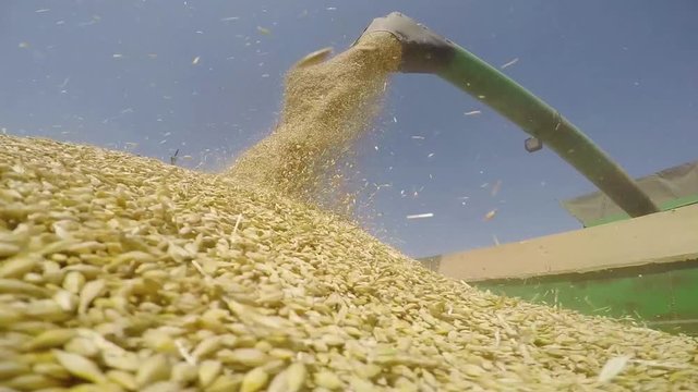Combine harvesting grain in the field