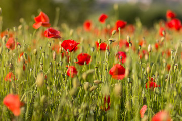 Poppy field