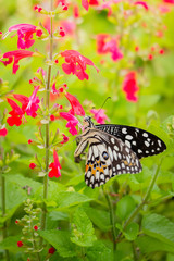 Beautiful Butterfly on Colorful Flower