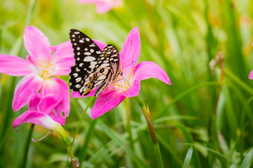 Beautiful Butterfly on Colorful Flower