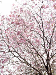 Spring Tabebuia Flowers