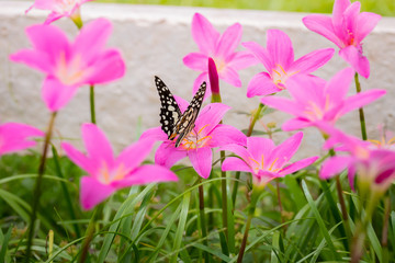 Beautiful Butterfly on Colorful Flower