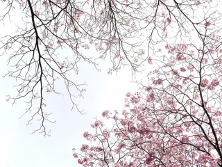 Spring Tabebuia Flowers