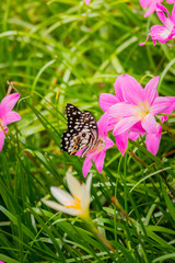 Beautiful Butterfly on Colorful Flower