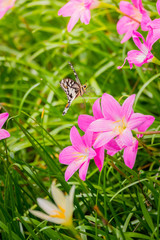 Beautiful Butterfly on Colorful Flower