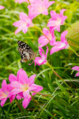 Beautiful Butterfly on Colorful Flower