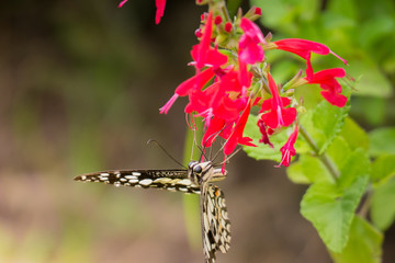 Beautiful Butterfly on Colorful Flower