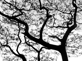 Silhouette of tree. Black and white