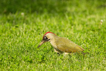Grünspecht (Picus viridis)