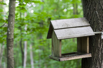 Feeder, birdhouse in a tree in the woods or park. For feeding of squirrels and birds.