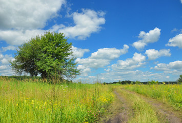 Fototapeta na wymiar Beautiful flower meadow with meadow salsify, lonely tree, clouds