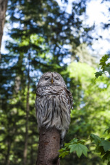 Buho