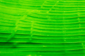 Banana leaves texture background.