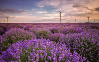 Stunning landscape with lavender field and wind farm at sunset near Shabla, Bulgaria